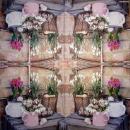 035 Daffodils,  Hyacinths,  Maiglöckchen, Crocus - Kathryn White - blue
